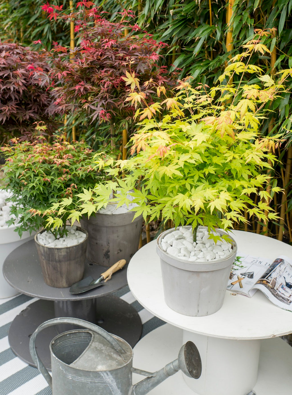 Set of 4 Japanese Maples – Outdoor Plant