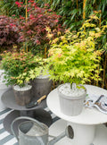 Set of 4 Japanese Maples – Outdoor Plant