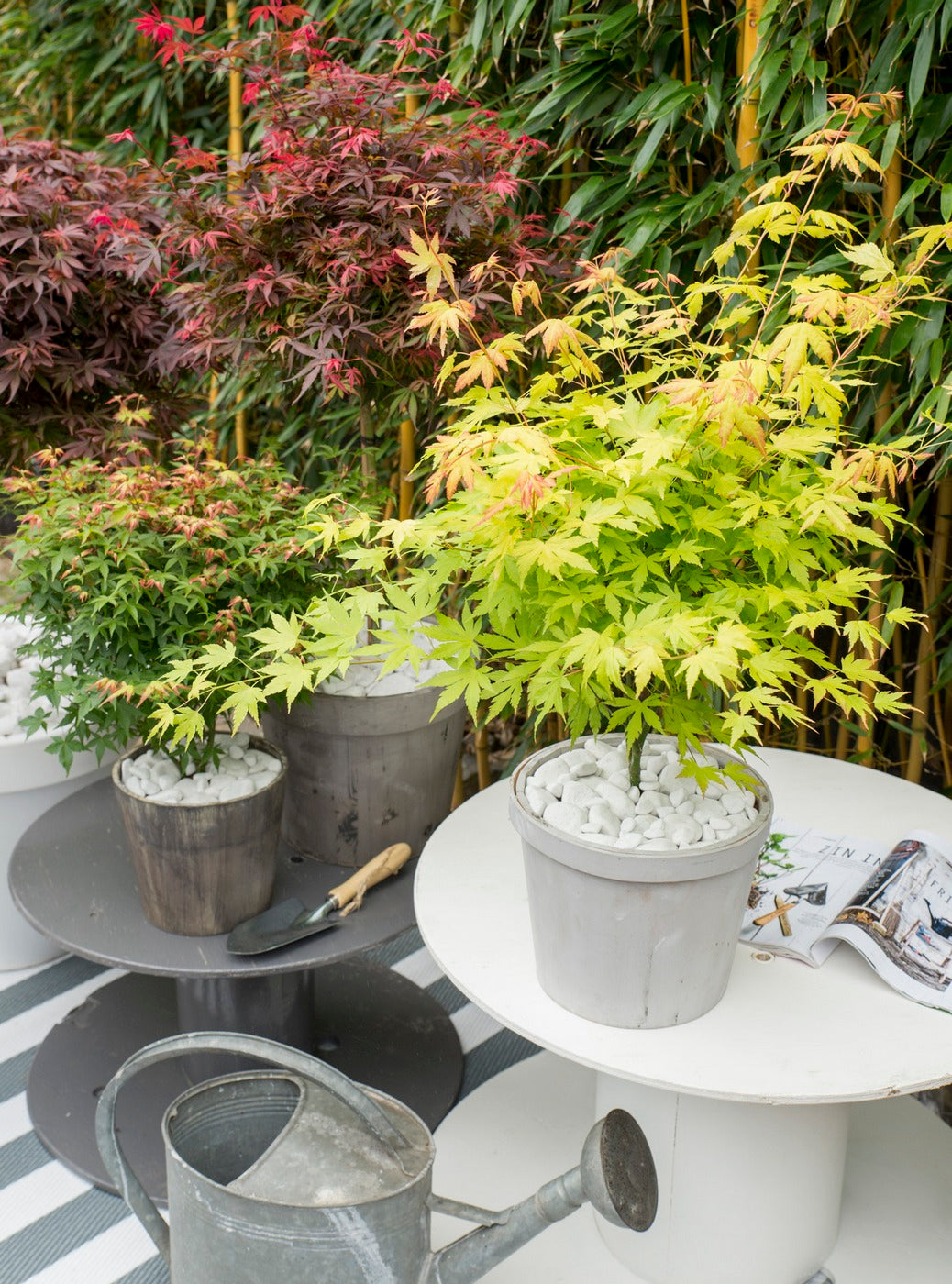 Set of 4 Japanese Maples – Outdoor Plant