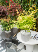 Lot de 4 Érables du Japon – Plante d'Extérieur