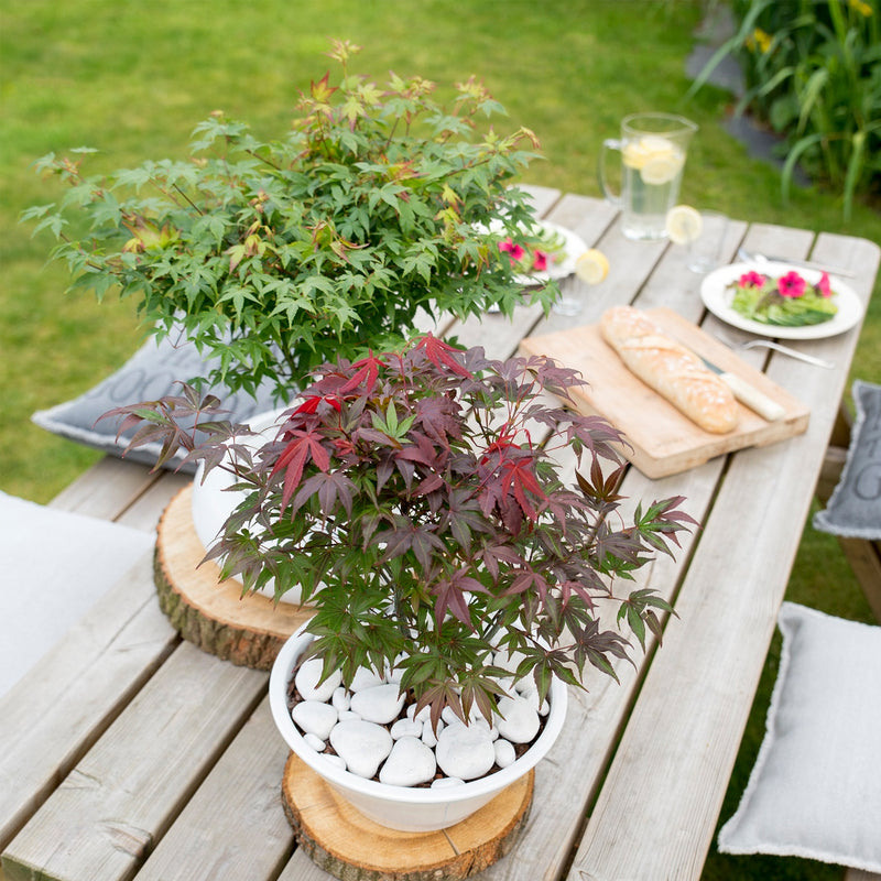 Érable Du Japon - Acer Atropurpureum