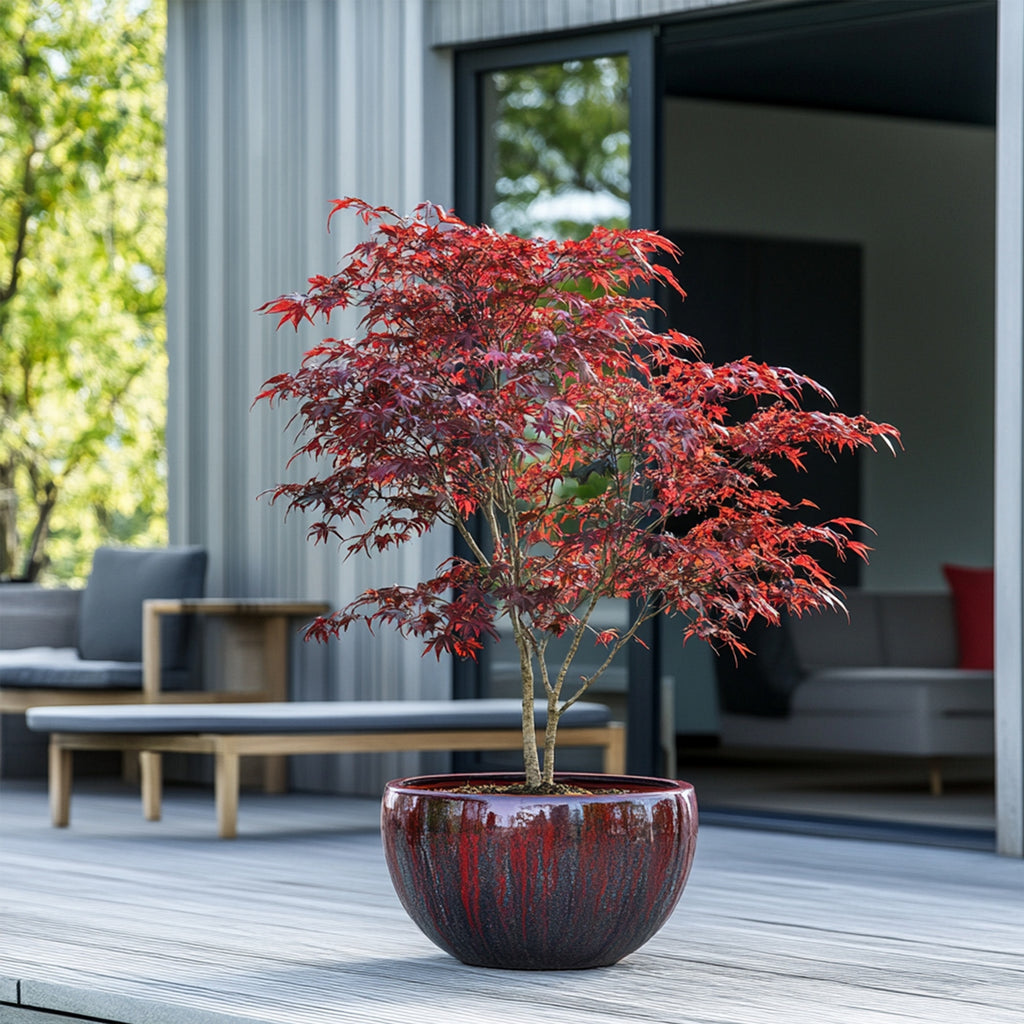 Arce japonés - Acer Atropurpureum – Planta de exterior
