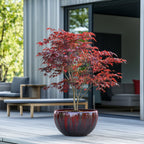 Arce japonés - Acer Atropurpureum – Planta de exterior