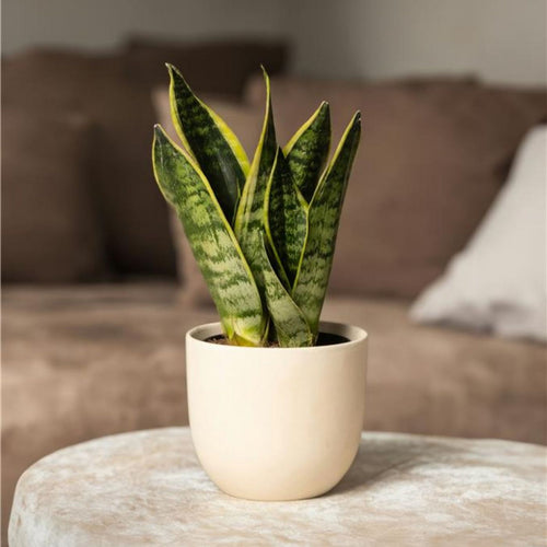 Lot De 2 Sansevières Laurentii – Plante D'Intérieur