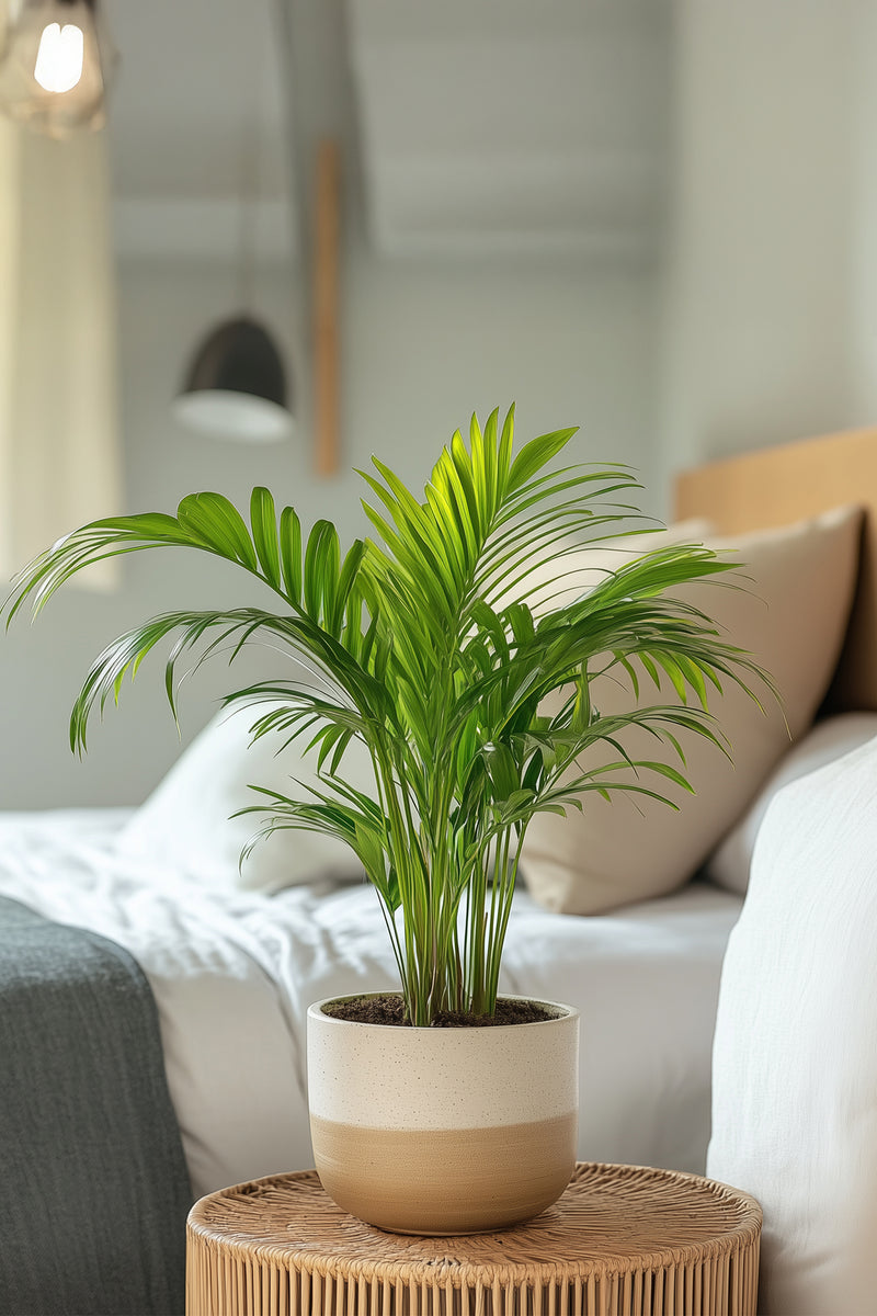 Lot De 2 Palmiers Areca Doré S – Plantes D’Intérieur