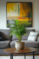 Lot De 2 Palmiers Areca Doré S – Plantes D’Intérieur