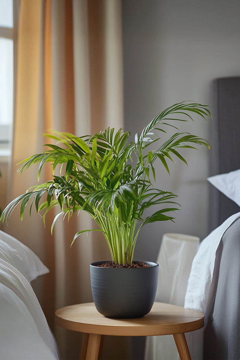 Lot De 2 Palmiers Areca Doré S – Plantes D’Intérieur