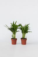Lot De 2 Palmiers Areca Doré S – Plantes D’Intérieur