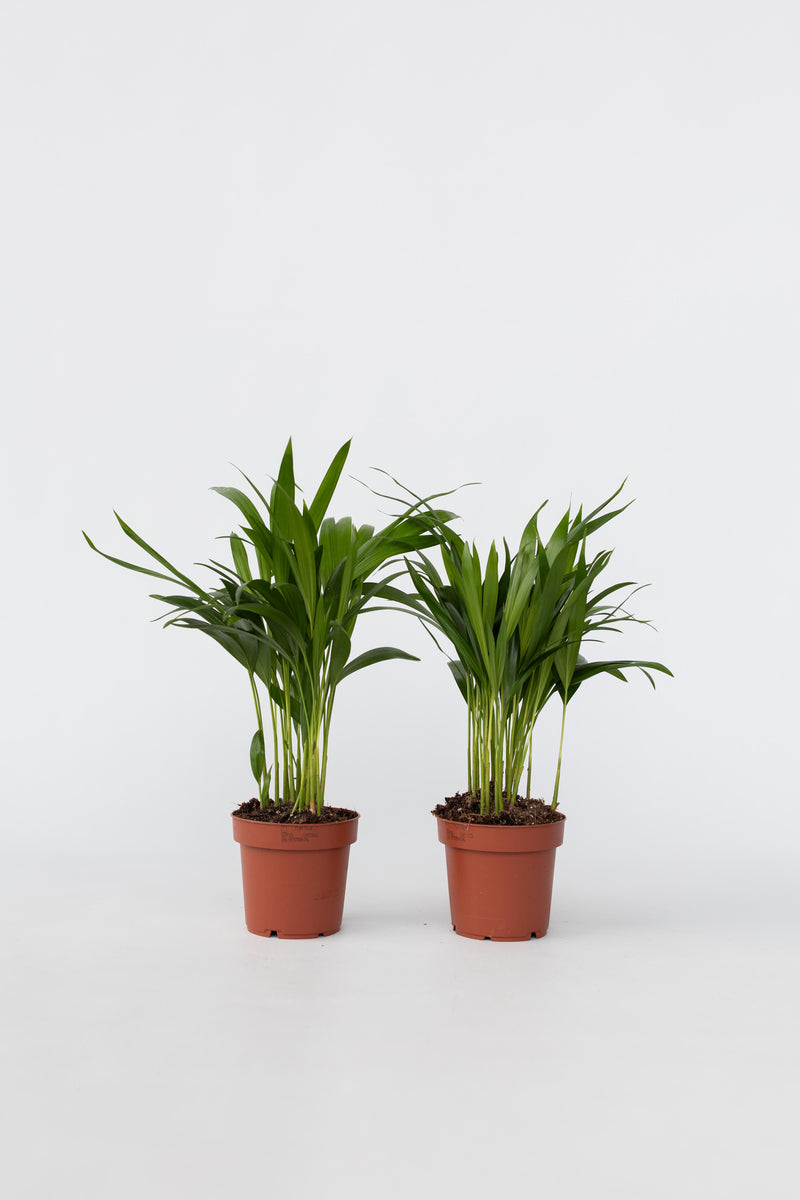 Lot De 2 Palmiers Areca Doré S – Plantes D’Intérieur