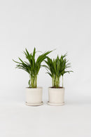 Lot De 2 Palmiers Areca Doré S – Plantes D’Intérieur