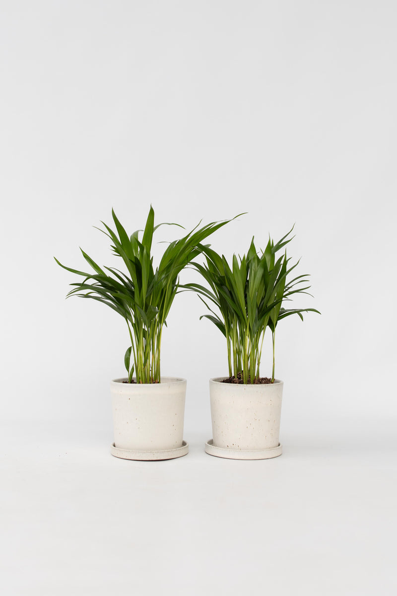 Lot De 2 Palmiers Areca Doré S – Plantes D’Intérieur