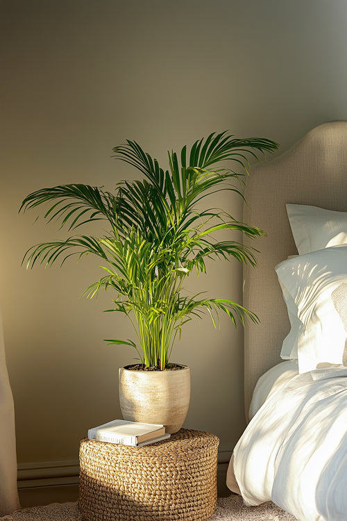 Palmier Areca Doré – Plantes D’Intérieur