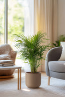 Palmier Areca Doré – Plantes D’Intérieur