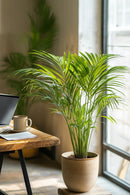 Palmier Areca Doré – Plantes D’Intérieur