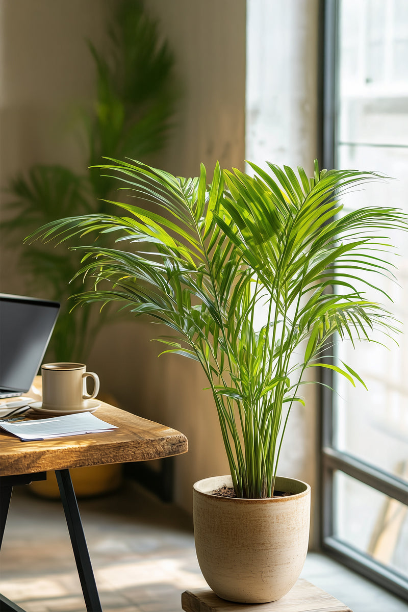 Palmier Areca Doré – Plantes D’Intérieur