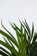 Palmier Areca Doré – Plantes D’Intérieur