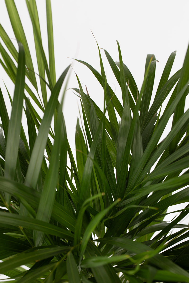 Palmier Areca Doré – Plantes D’Intérieur