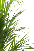 Palmier Areca Doré – Plantes D’Intérieur