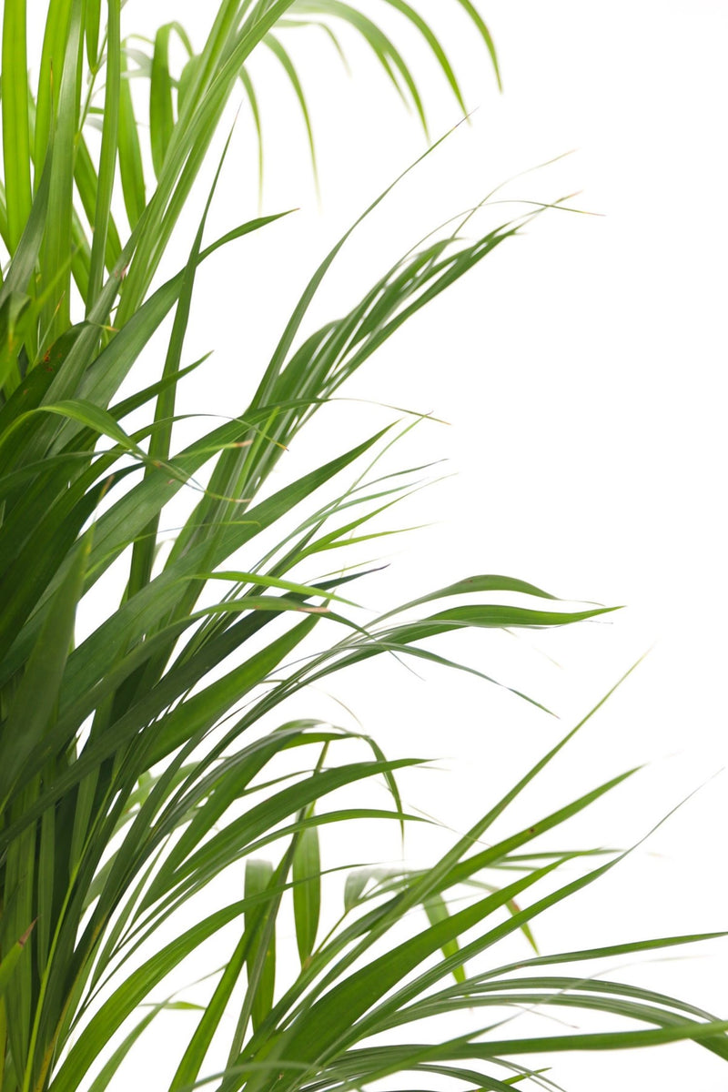 Palmier Areca Doré – Plantes D’Intérieur