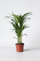 Palmier Areca Doré – Plantes D’Intérieur