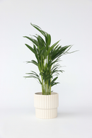 Palmier Areca Doré – Plantes D’Intérieur