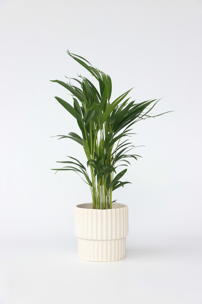 Palmier Areca Doré – Plantes D’Intérieur