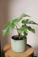 Lot De 2 Monstera Minima - Plantes D'Intérieur