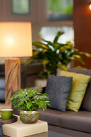 Lot De 2 Monstera Minima - Plantes D'Intérieur