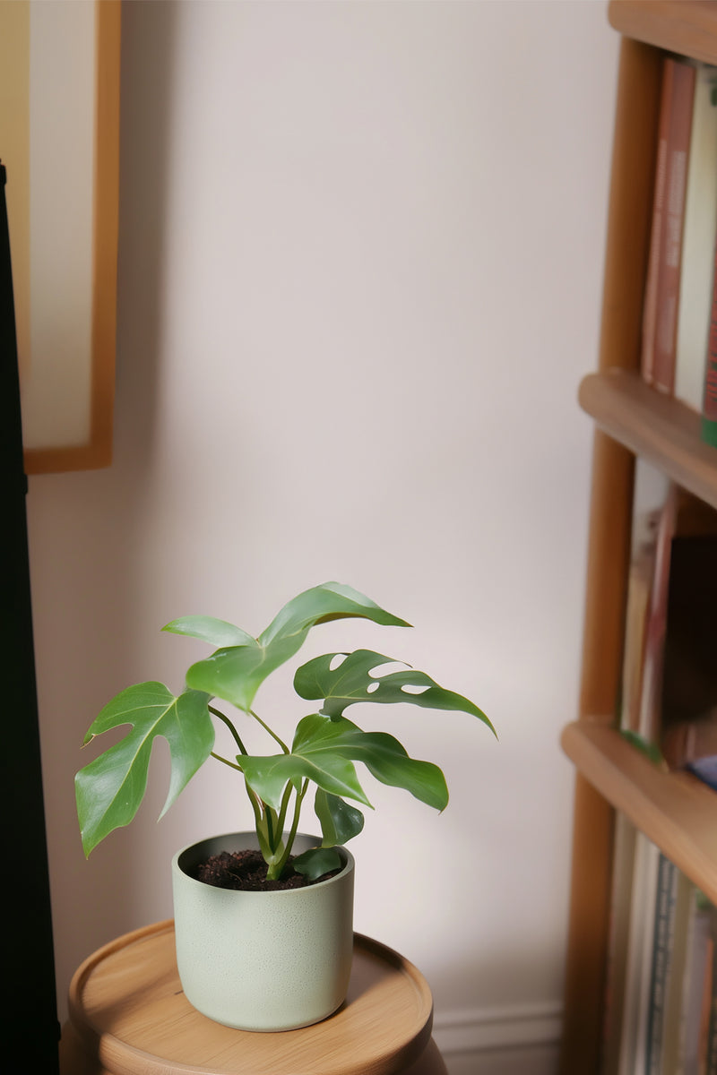 Lot De 2 Monstera Minima - Plantes D'Intérieur