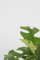 Lot De 2 Monstera Minima - Plantes D'Intérieur