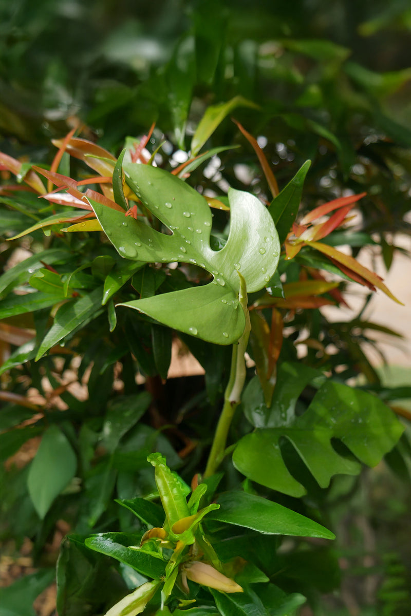 Lot De 2 Monstera Minima - Plantes D'Intérieur