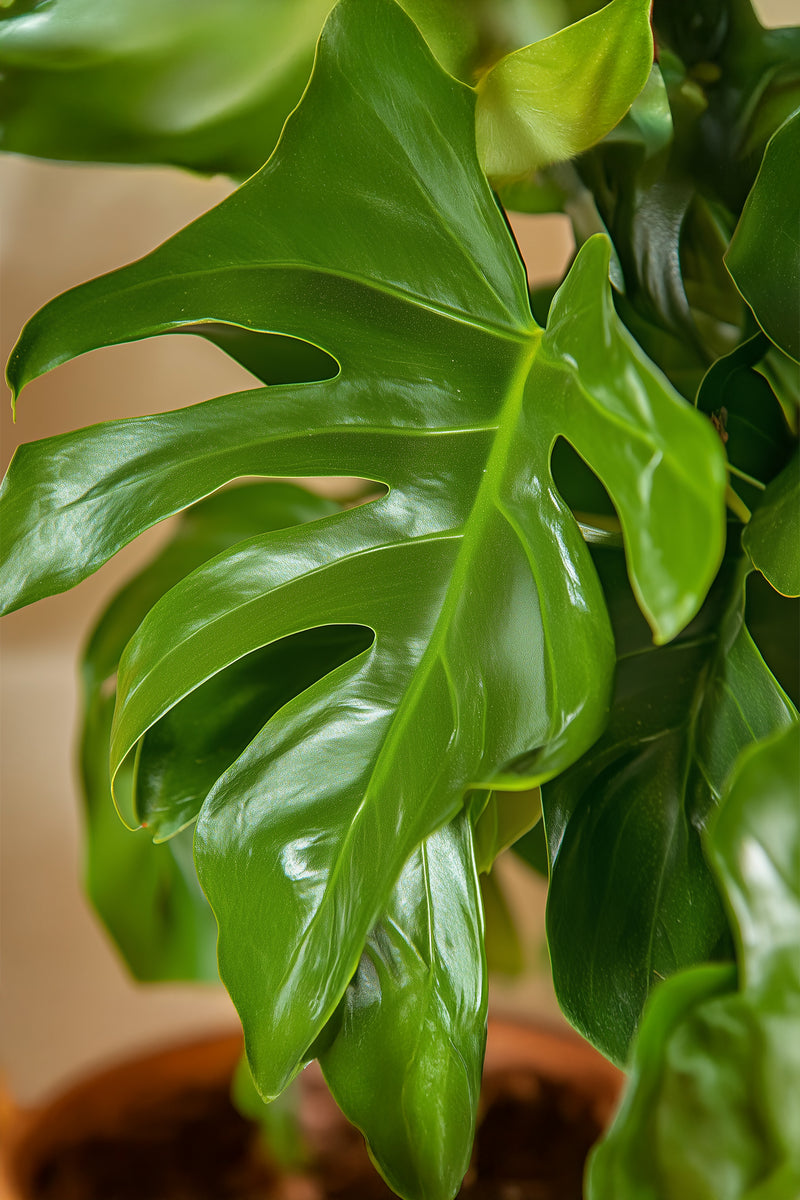 Lot De 2 Monstera Minima - Plantes D'Intérieur