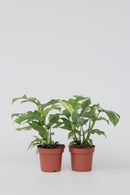 Lot De 2 Monstera Minima - Plantes D'Intérieur