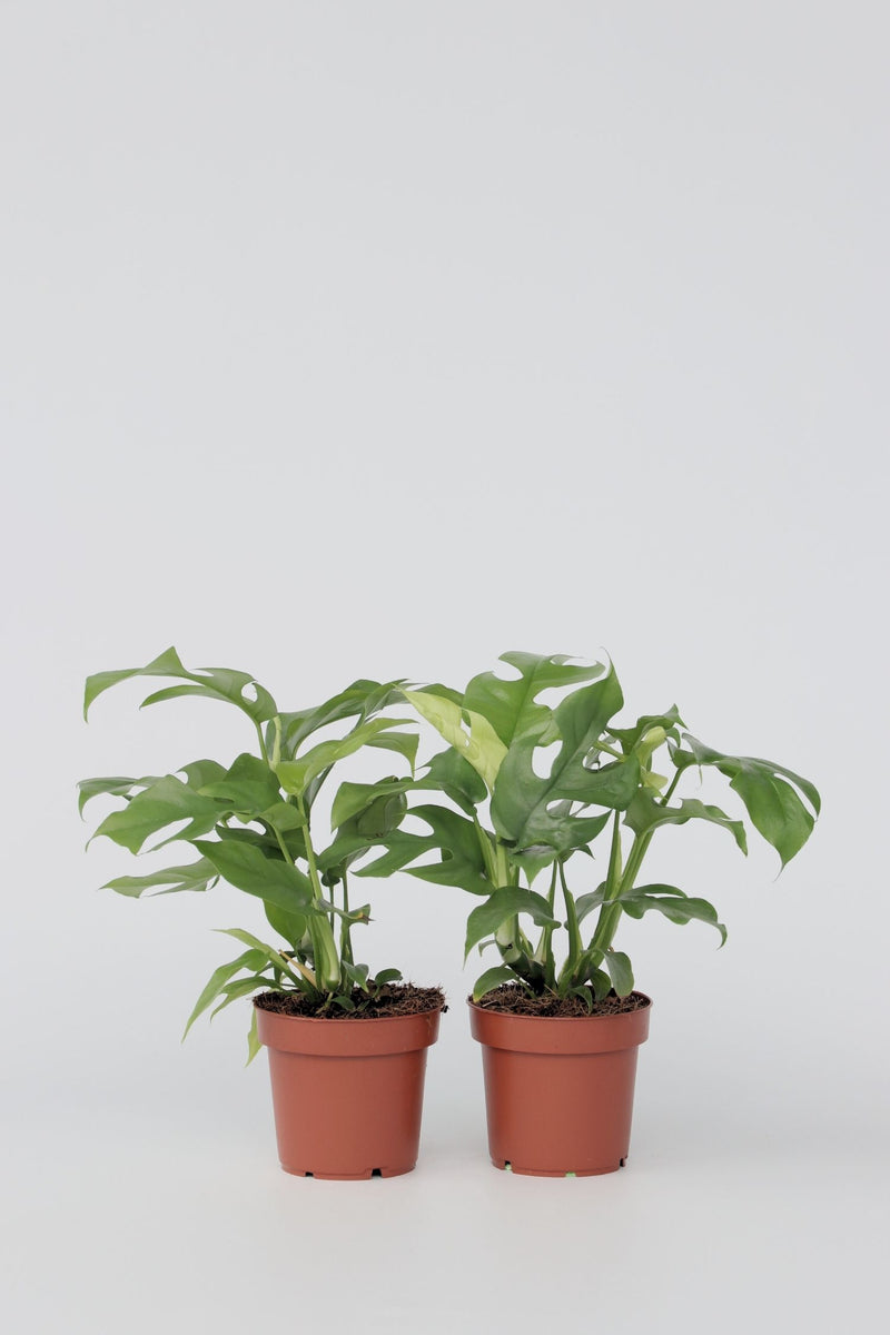 Lot De 2 Monstera Minima - Plantes D'Intérieur