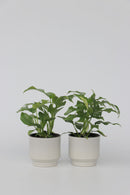 Lot De 2 Monstera Minima - Plantes D'Intérieur