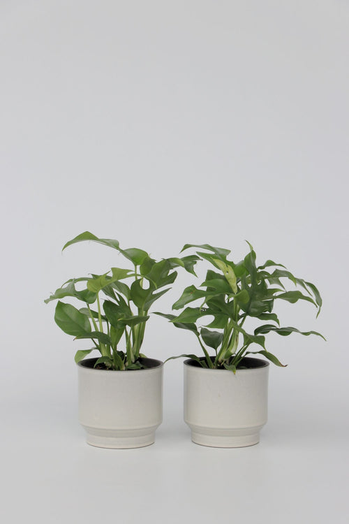 Lot De 2 Monstera Minima - Plantes D'Intérieur