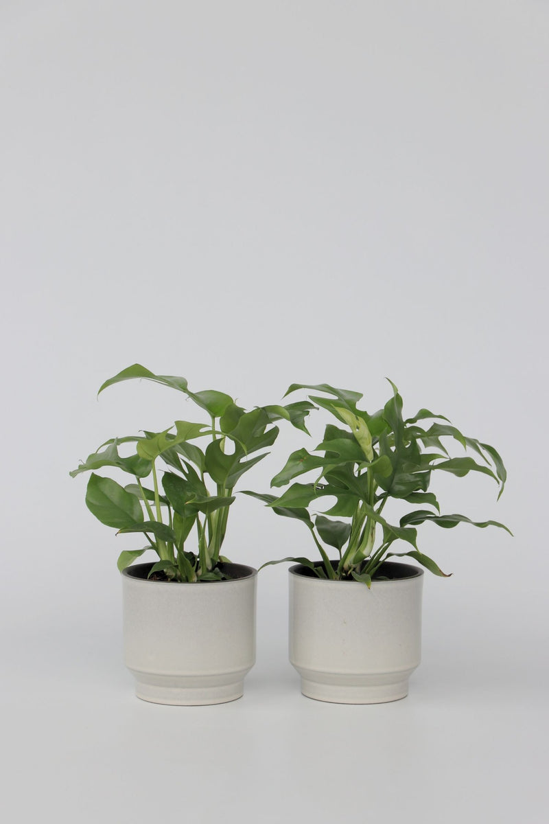 Lot De 2 Monstera Minima - Plantes D'Intérieur
