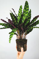 Lot De 2 Calathea Insignis – Plantes D’Intérieur