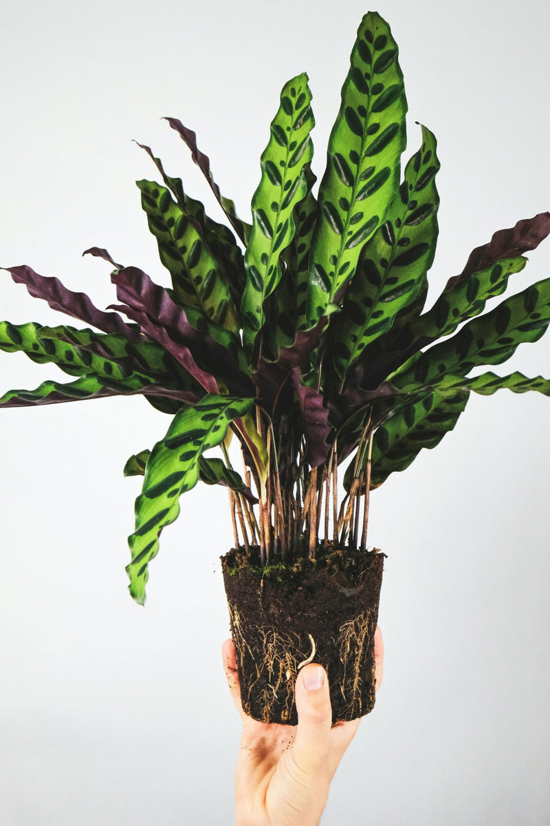 Lot De 2 Calathea Insignis – Plantes D’Intérieur
