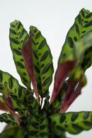 Lot De 2 Calathea Insignis – Plantes D’Intérieur