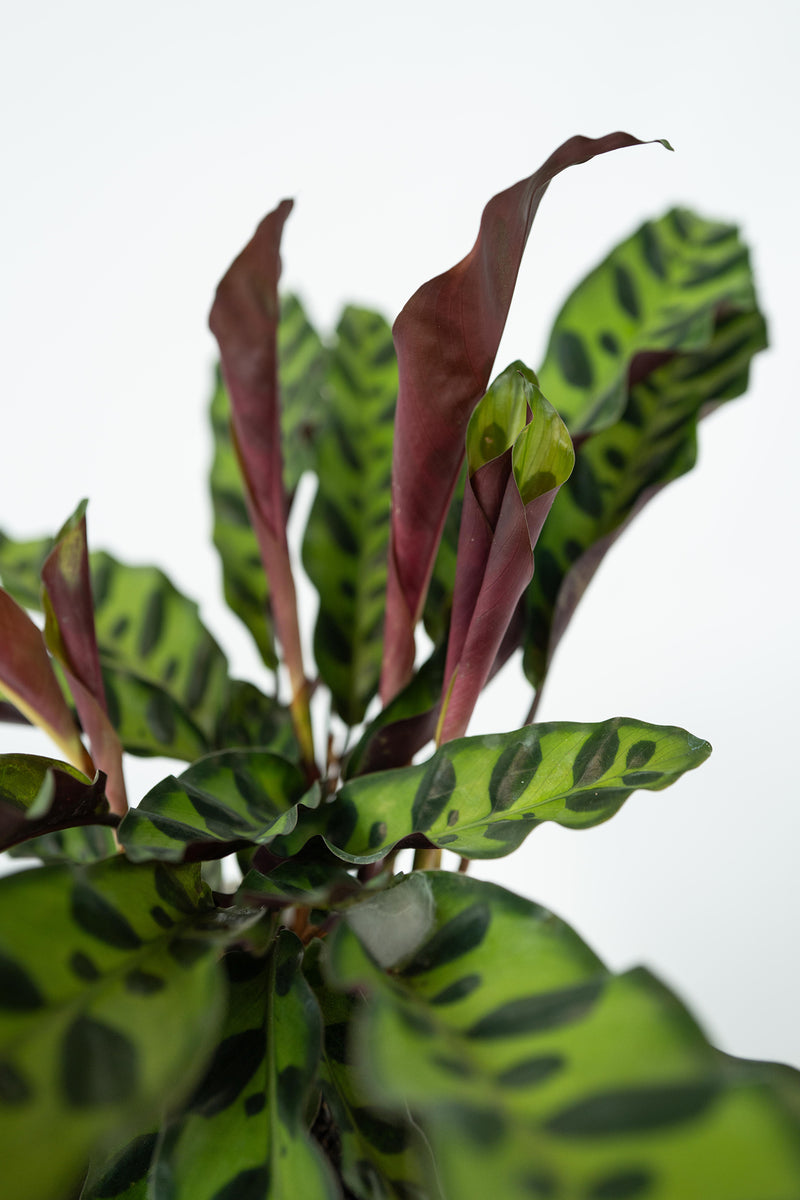 Lot De 2 Calathea Insignis – Plantes D’Intérieur
