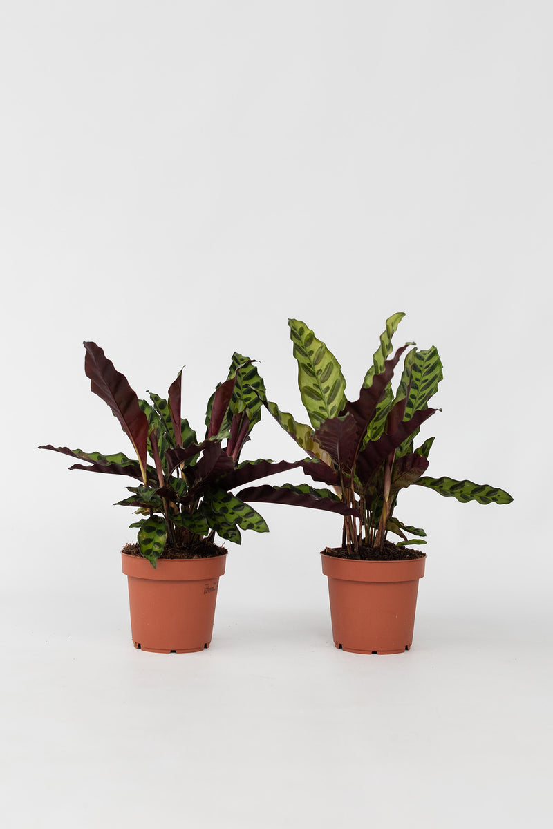 Lot De 2 Calathea Insignis – Plantes D’Intérieur