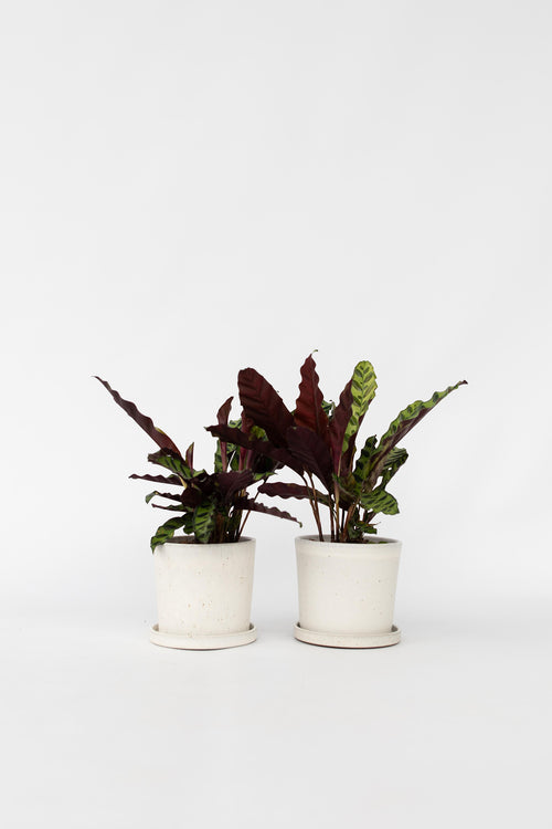 Lot De 2 Calathea Insignis – Plantes D’Intérieur