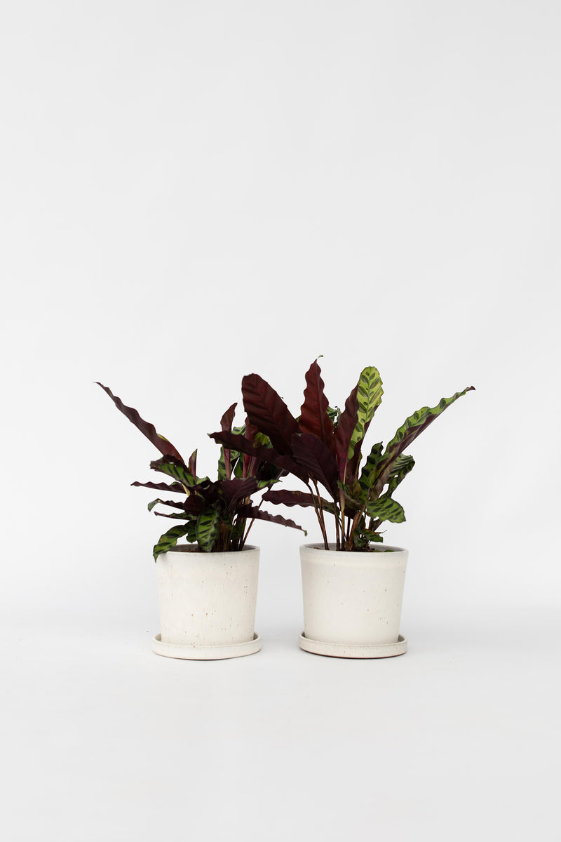 Lot De 2 Calathea Insignis – Plantes D’Intérieur
