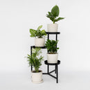 Conjunto de 4 plantas económicas.