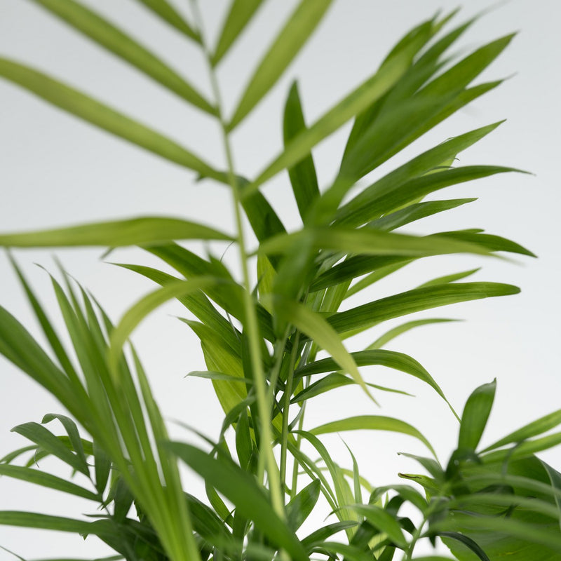 Conjunto de 4 plantas económicas.