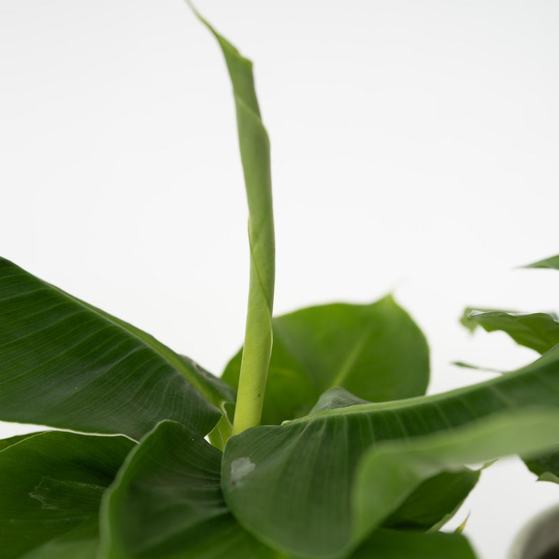 Conjunto de 4 plantas económicas.