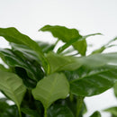 Conjunto de 4 plantas económicas.