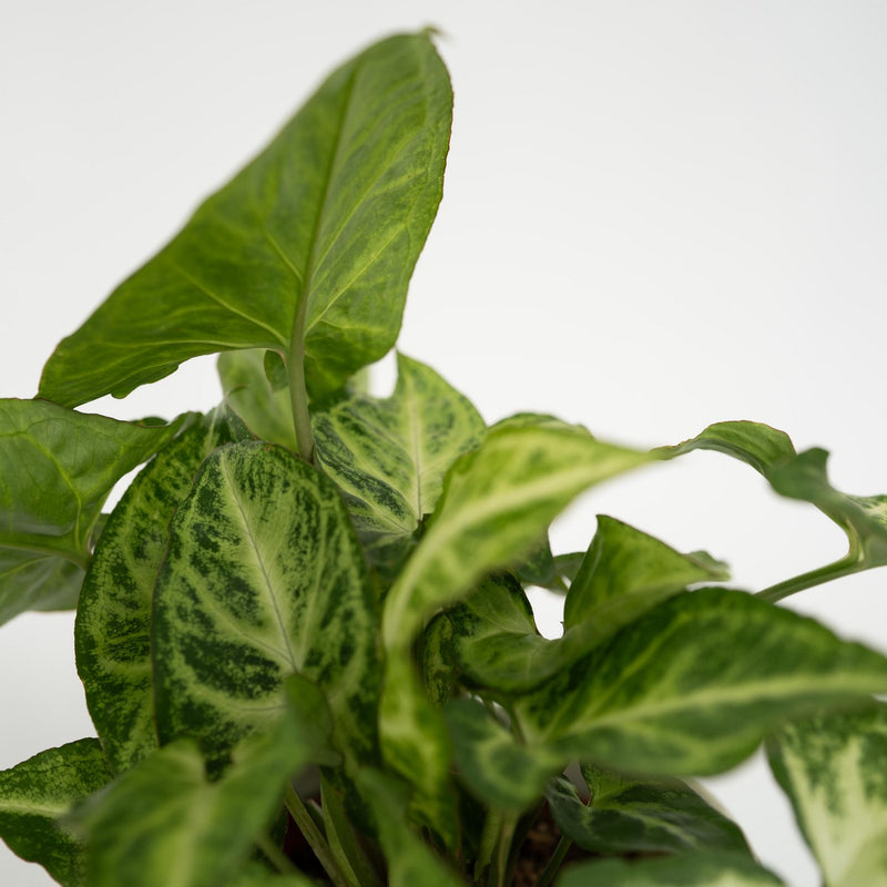 Conjunto de 4 plantas económicas.