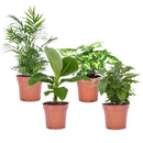 Conjunto de 4 plantas económicas.